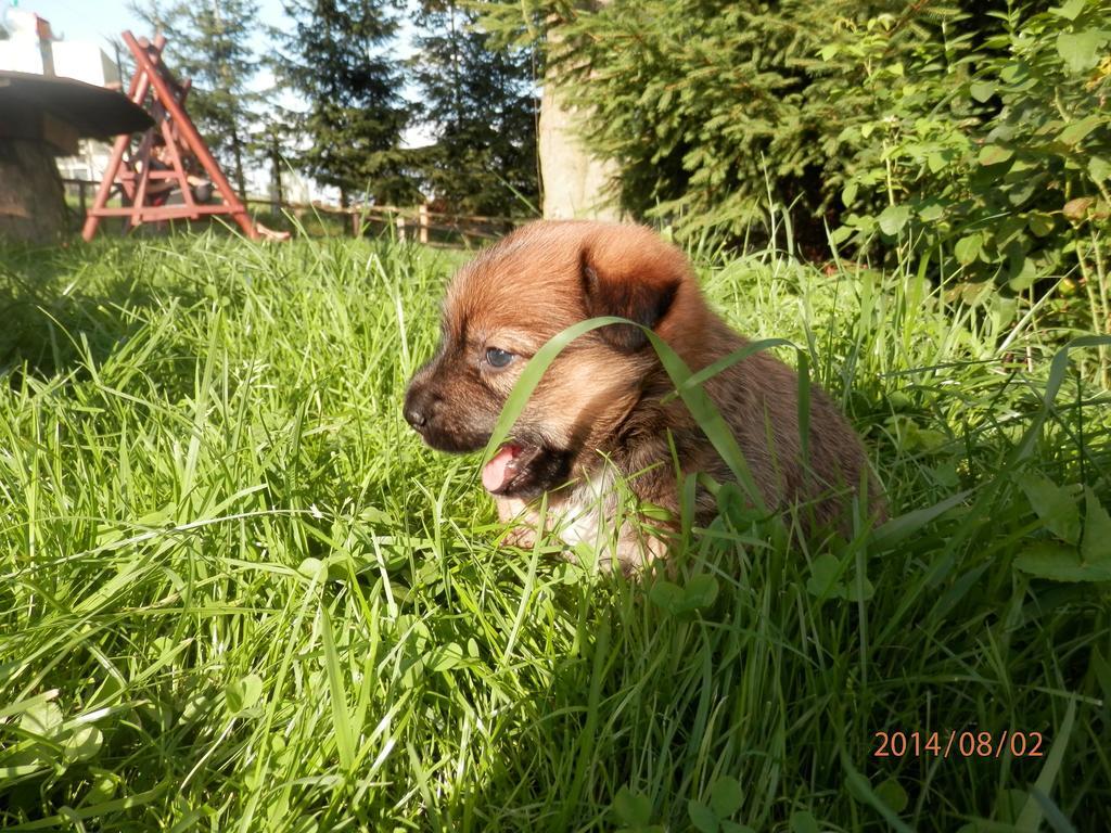 Zagroda Agroturystyczna Wiecha Mieroszow Extérieur photo